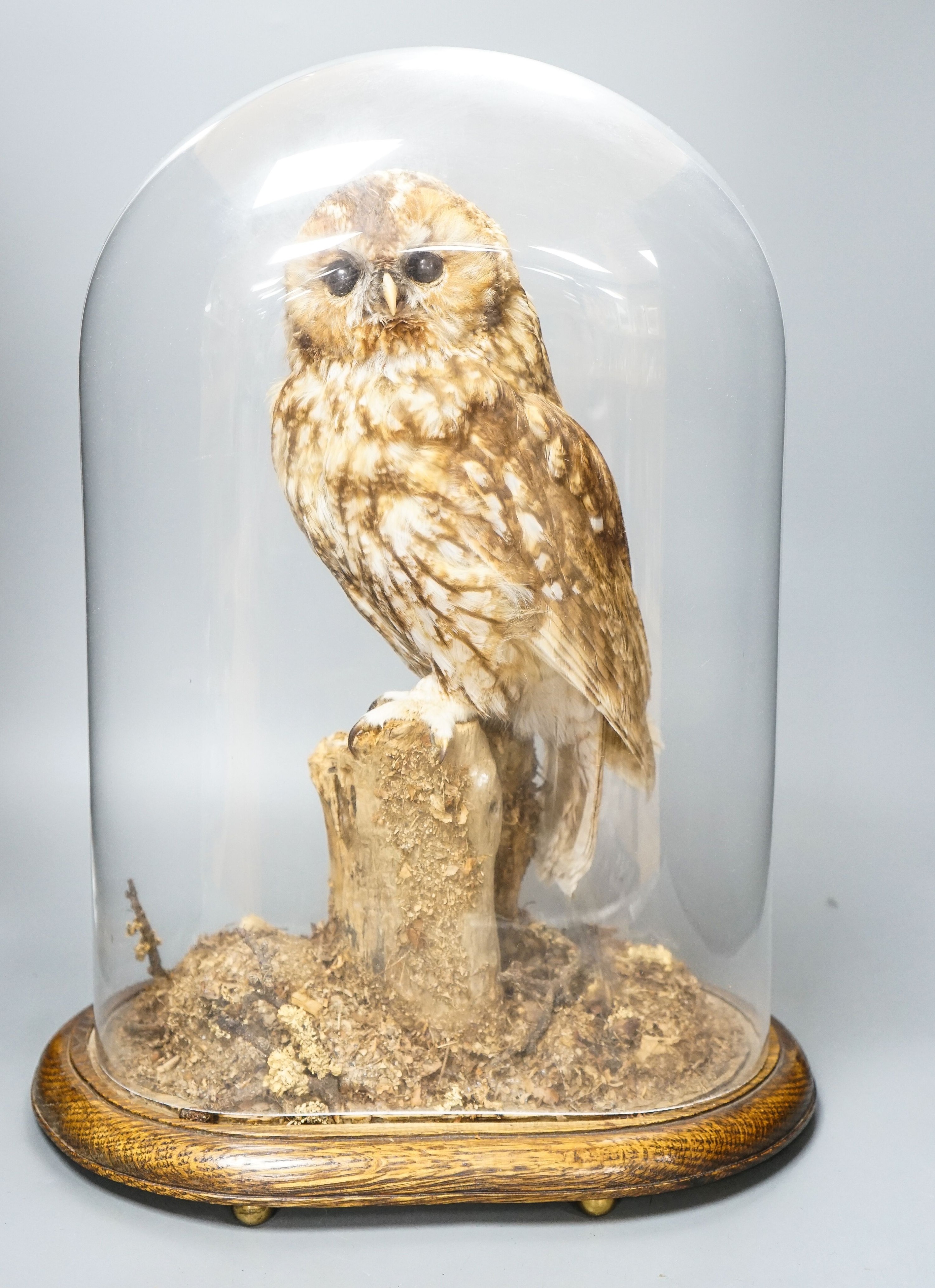 A taxidermy tawny owl under glass dome 48cm